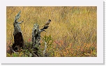 kukkeli siberian jay-4187 * 900 x 506 * (602KB)